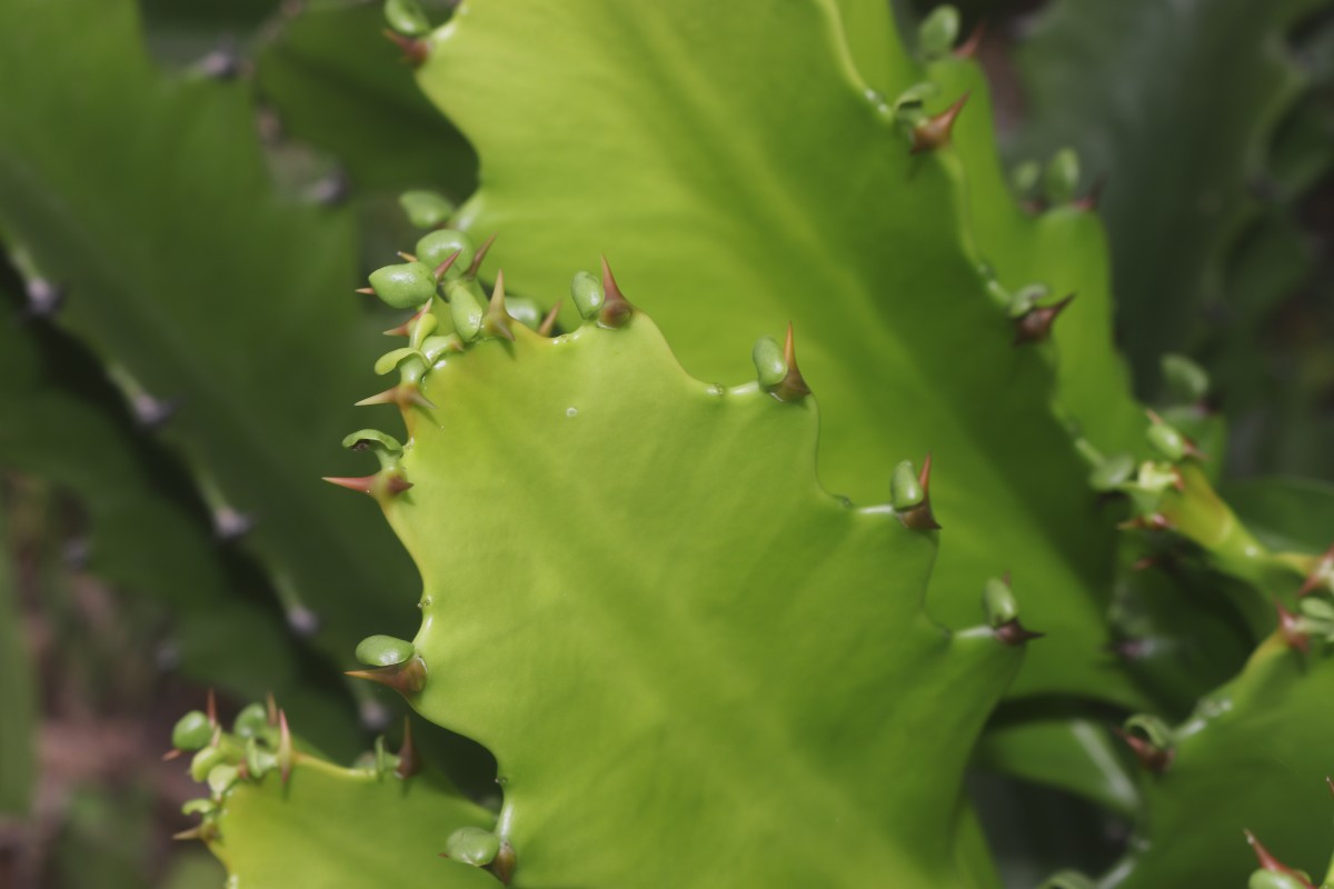 Euphorbia antiquorum L.